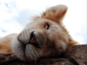 Preview wallpaper lion cub, dream, face, nose