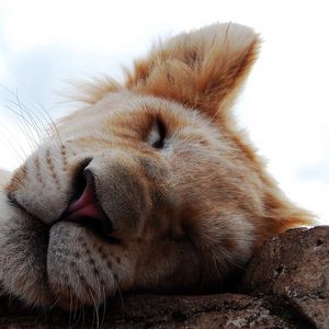 Preview wallpaper lion cub, dream, face, nose