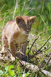 Preview wallpaper lion, cub, glance, grass