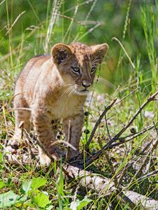 Preview wallpaper lion, cub, glance, grass