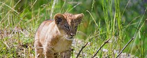 Preview wallpaper lion, cub, glance, grass