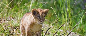 Preview wallpaper lion, cub, glance, grass