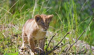 Preview wallpaper lion, cub, glance, grass