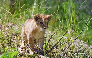 Preview wallpaper lion, cub, glance, grass