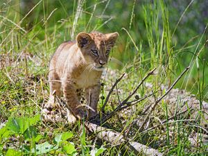 Preview wallpaper lion, cub, glance, grass