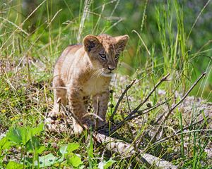 Preview wallpaper lion, cub, glance, grass