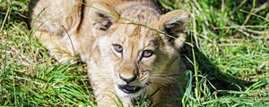 Preview wallpaper lion, cub, glance, funny, grass
