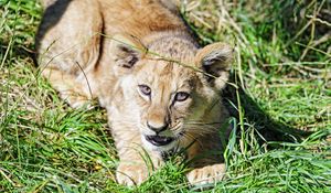 Preview wallpaper lion, cub, glance, funny, grass