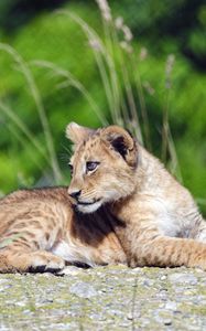 Preview wallpaper lion, cub, glance, profile, grass