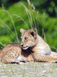 Preview wallpaper lion, cub, glance, profile, grass