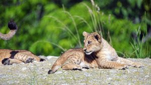 Preview wallpaper lion, cub, glance, profile, grass