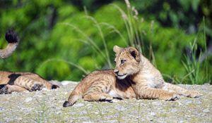 Preview wallpaper lion, cub, glance, profile, grass