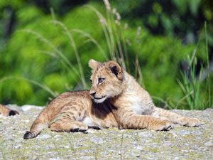 Preview wallpaper lion, cub, glance, profile, grass