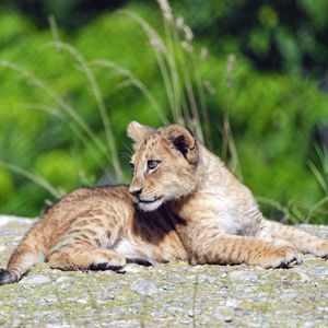 Preview wallpaper lion, cub, glance, profile, grass