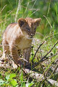Preview wallpaper lion, cub, grass, glance, predator