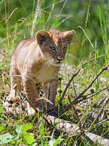 Preview wallpaper lion, cub, grass, glance, predator