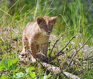 Preview wallpaper lion, cub, grass, glance, predator