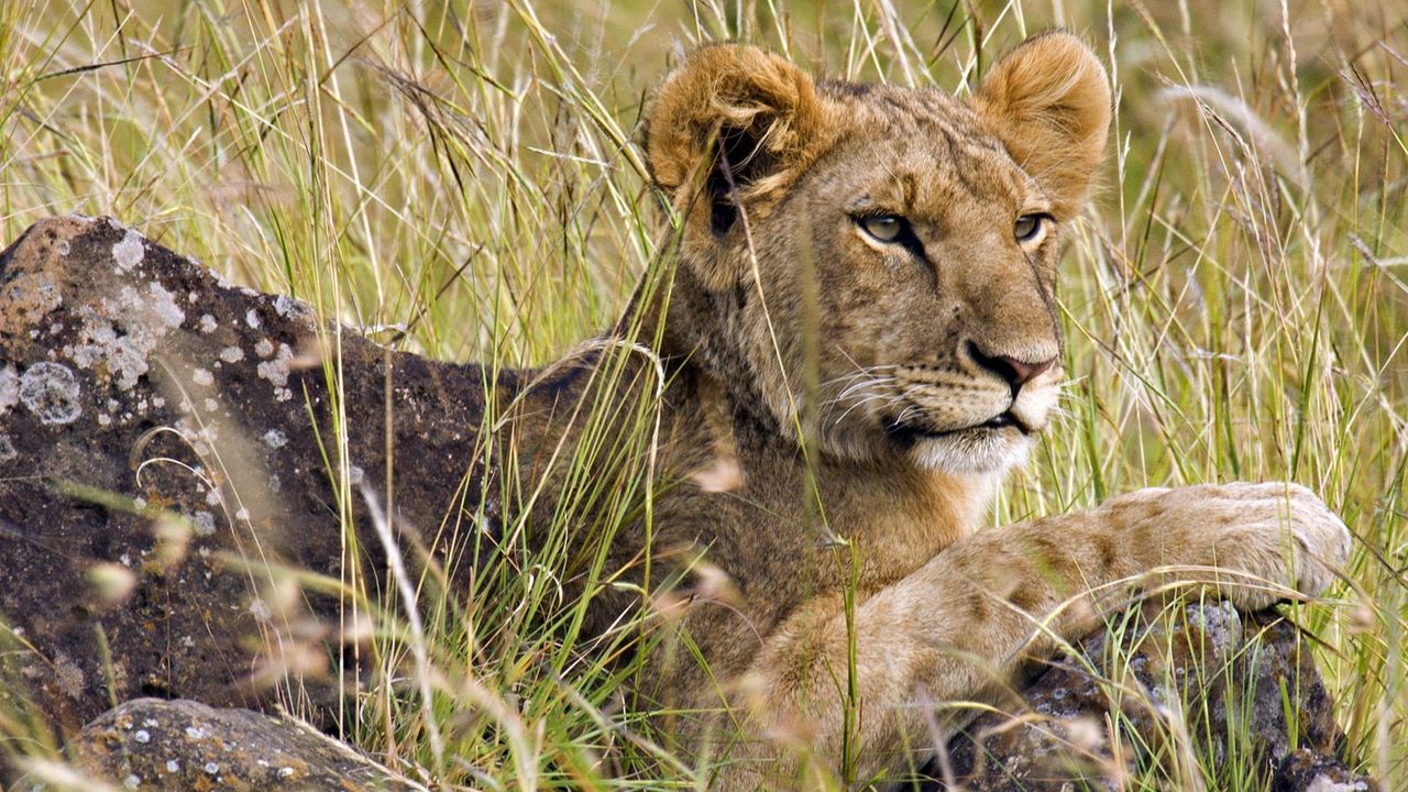 Wallpaper lion, cub, grass, sit, hunting