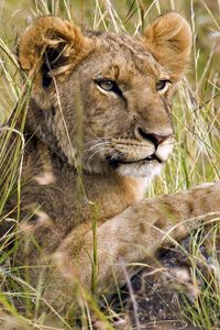 Preview wallpaper lion, cub, grass, sit, hunting