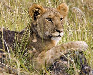 Preview wallpaper lion, cub, grass, sit, hunting