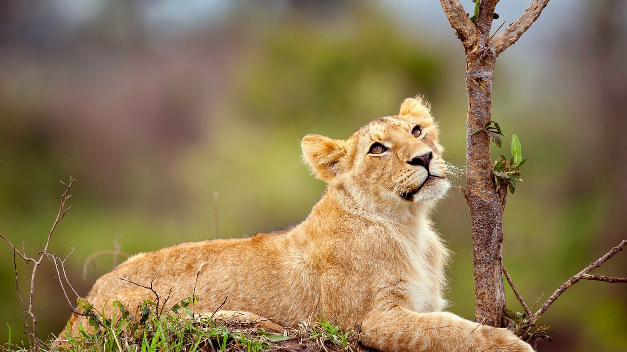 Wallpaper lion, cub, grass, branch, lie