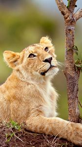 Preview wallpaper lion, cub, grass, branch, lie