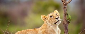 Preview wallpaper lion, cub, grass, branch, lie