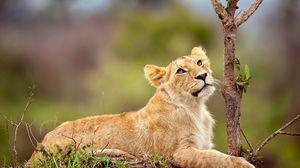 Preview wallpaper lion, cub, grass, branch, lie