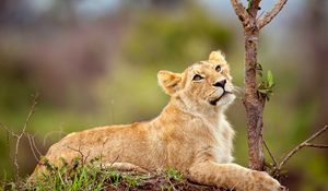 Preview wallpaper lion, cub, grass, branch, lie