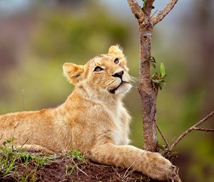 Preview wallpaper lion, cub, grass, branch, lie