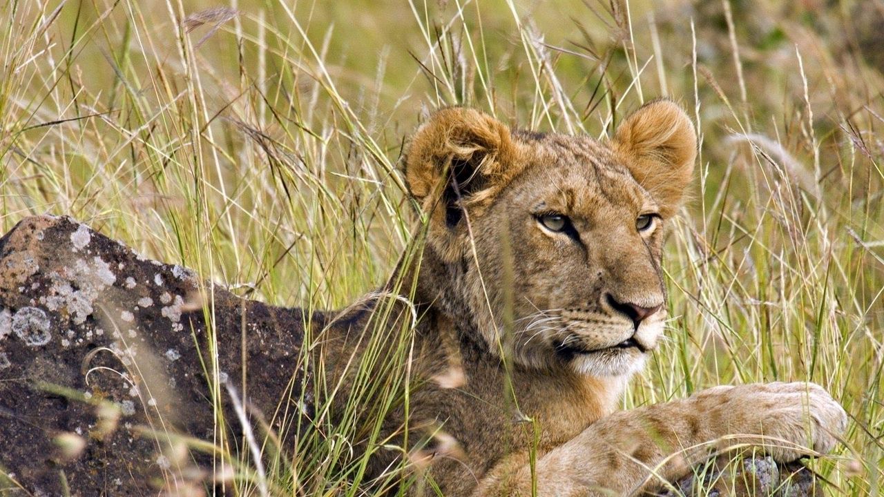Wallpaper lion cub, grass, lie