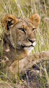 Preview wallpaper lion cub, grass, lie