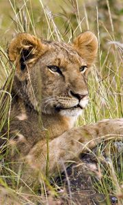 Preview wallpaper lion cub, grass, lie