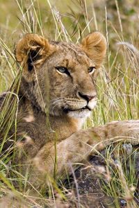 Preview wallpaper lion cub, grass, lie