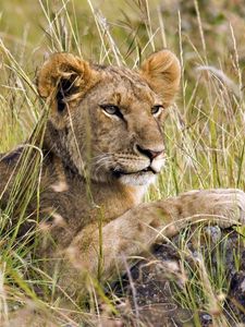 Preview wallpaper lion cub, grass, lie