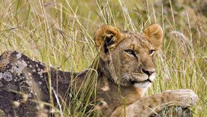 Preview wallpaper lion cub, grass, lie