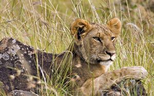 Preview wallpaper lion cub, grass, lie