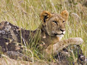 Preview wallpaper lion cub, grass, lie