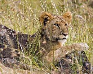 Preview wallpaper lion cub, grass, lie