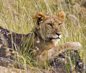 Preview wallpaper lion cub, grass, lie