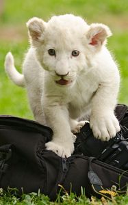 Preview wallpaper lion cub, kitten, bag