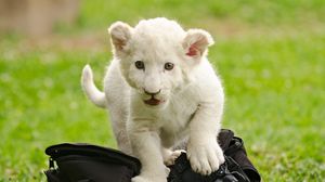 Preview wallpaper lion cub, kitten, bag