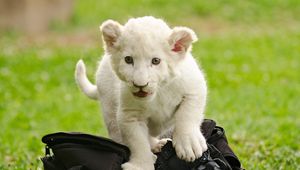 Preview wallpaper lion cub, kitten, bag