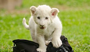 Preview wallpaper lion cub, kitten, bag