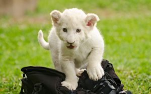 Preview wallpaper lion cub, kitten, bag