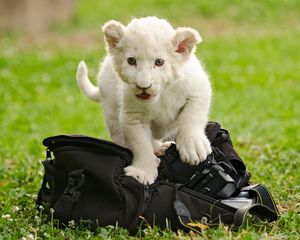 Preview wallpaper lion cub, kitten, bag