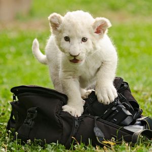 Preview wallpaper lion cub, kitten, bag