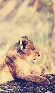 Preview wallpaper lion, cub, lie, light, rest