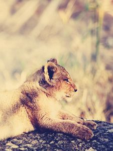 Preview wallpaper lion, cub, lie, light, rest