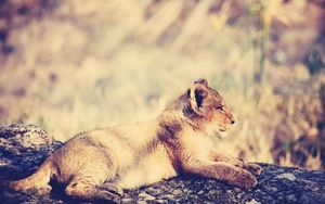 Preview wallpaper lion, cub, lie, light, rest